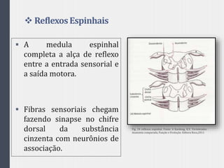  ReflexosEspinhais
 A medula espinhal
completa a alça de reflexo
entre a entrada sensorial e
a saída motora.
 Fibras sensoriais chegam
fazendo sinapse no chifre
dorsal da substância
cinzenta com neurônios de
associação.
Fig. 24 reflexos espinhal. Fonte: h Kardong, K.V. Vertebrados -
Anatomia comparada, Função e Evolução. Editora Roca,2011
 