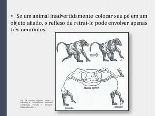  Se um animal inadvertidamente colocar seu pé em um
objeto afiado, o reflexo de retraí-lo pode envolver apenas
três neurônios.
Fig. 24 reflexos espinhal. Fonte: h
Kardong, K.V. Vertebrados - Anatomia
comparada, Função e Evolução.
Editora Roca,2011
 