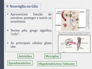  Neurógliaou Glia
 Apresentam função de
envolver, proteger e nutrir os
neurônios;
 Termo glia, grego significa
“cola”;
 As principais células gliais
são:
Astrócitos Micróglias
Oligodendrócitos/ SchwannEpendimatócitos
Fig.3celulasdaneuroglia.Fonte:
http://www.brasilescola.com
Fig. 4 celulas da neuroglia. Fonte: h Kardong, K.V. Vertebrados -
Anatomia comparada, Função e Evolução. Editora Roca,2011
 