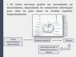  Os tratos nervosos podem ser ascendentes ou
descendentes, dependendo de conduzirem informação
para cima ou para baixo na medula espinhal,
respectivamente.
Trato
espinotalâmico
lateroventral
Medula espinhal Tálamo
Sensações de dor e
temperatura para o
tálamo
Fig.25cortedamedulaespinhalhumana.Fonte:h
Kardong,K.V.Vertebrados-Anatomiacomparada,
FunçãoeEvolução.EditoraRoca,2011
 