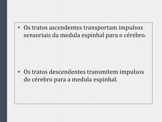  Os tratos ascendentes transportam impulsos
sensoriais da medula espinhal para o cérebro.
 Os tratos descendentes transmitem impulsos
do cérebro para a medula espinhal.
 