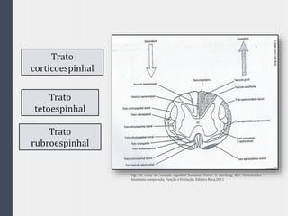 Trato
corticoespinhal
Trato
tetoespinhal
Trato
rubroespinhal
Fig. 26 corte da medula espinhal humana. Fonte: h Kardong, K.V. Vertebrados -
Anatomia comparada, Função e Evolução. Editora Roca,2011
 