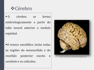 Cérebro
 O cérebro se forma
embriologicamente a partir do
tubo neural anterior a medula
espinhal.
O tronco encefálico inclui todas
as regiões do mesencéfalo e do
encéfalo posterior exceto o
cerebelo e os colículos.
Fig. 26 cerebro. Fonte: drfernandoortiz.blogspot.com
 