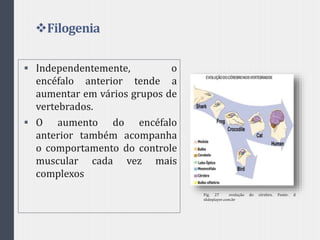 Filogenia
 Independentemente, o
encéfalo anterior tende a
aumentar em vários grupos de
vertebrados.
 O aumento do encéfalo
anterior também acompanha
o comportamento do controle
muscular cada vez mais
complexos
Fig. 27 evolução do cérebro. Fonte: d
slideplayer.com.br
 