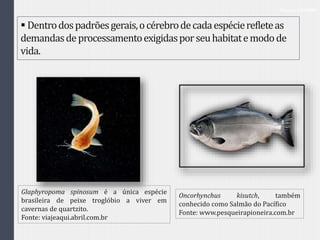 Filogenia-Cérebro
 Dentrodospadrõesgerais,océrebrodecadaespécierefleteas
demandasdeprocessamentoexigidasporseuhabitatemodode
vida.
Glaphyropoma spinosum é a única espécie
brasileira de peixe troglóbio a viver em
cavernas de quartzito.
Fonte: viajeaqui.abril.com.br
Oncorhynchus kisutch, também
conhecido como Salmão do Pacífico
Fonte: www.pesqueirapioneira.com.br
 
