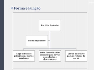 Formae Função
Cérebro
Encéfalo Posterior
Aloja os núcleos
primários de nervos
cranianos
Serve como uma rota
principal para as vias
ascendentes e
descendentes
Conter os centros
para os reflexos do
corpo
Bulbo Raquidiano
 