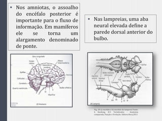  Nas lampreias, uma aba
neural elevada define a
parede dorsal anterior do
bulbo.
 Nos amniotas, o assoalho
do encéfalo posterior é
importante para o fluxo de
informação. Em mamíferos
ele se torna um
alargamento denominado
de ponte.
Fig. 28 a) encefalo e b) encefalo da lampreia Fonte:
h Kardong, K.V. Vertebrados - Anatomia
comparada, Função e Evolução. Editora Roca,2011
 