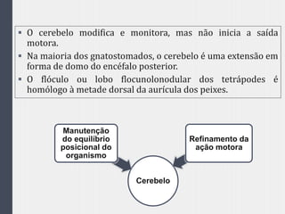  O cerebelo modifica e monitora, mas não inicia a saída
motora.
 Na maioria dos gnatostomados, o cerebelo é uma extensão em
forma de domo do encéfalo posterior.
 O flóculo ou lobo flocunolonodular dos tetrápodes é
homólogo à metade dorsal da aurícula dos peixes.
Cerebelo
Manutenção
do equilíbrio
posicional do
organismo
Refinamento da
ação motora
 