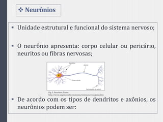 Neurônios
 Unidade estrutural e funcional do sistema nervoso;
 O neurônio apresenta: corpo celular ou pericário,
neuritos ou fibras nervosas;
 De acordo com os tipos de dendritos e axônios, os
neurônios podem ser:
Fig. 5. Neurônio. Fonte:
http://www.sogab.com.br/anatomia/sistemanervosojonas.htm
 