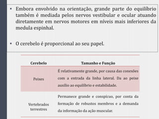  Embora envolvido na orientação, grande parte do equilíbrio
também é mediada pelos nervos vestibular e ocular atuando
diretamente em nervos motores em níveis mais inferiores da
medula espinhal.
 O cerebelo é proporcional ao seu papel.
Cerebelo Tamanho e Função
Peixes
É relativamente grande, por causa das conexões
com a entrada da linha lateral. Da ao peixe
auxílio ao equilíbrio e estabilidade.
Vertebrados
terrestres
Permanece grande e conspícuo, por conta da
formação de robustos membros e a demanda
da informação da ação muscular.
 