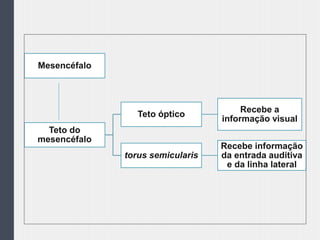 Mesencéfalo
Teto do
mesencéfalo
Teto óptico
Recebe a
informação visual
torus semicularis
Recebe informação
da entrada auditiva
e da linha lateral
 