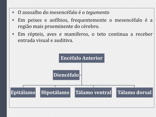  O assoalho do mesencéfalo é o tegumento
 Em peixes e anfíbios, frequentemente o mesencéfalo é a
região mais proeminente do cérebro.
 Em répteis, aves e mamíferos, o teto continua a receber
entrada visual e auditiva.
Encéfalo Anterior
Epitálamo Hipotálamo Tálamo ventral Tálamo dorsal
Diencéfalo
 