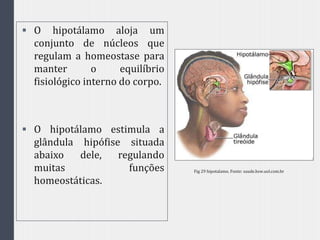  O hipotálamo aloja um
conjunto de núcleos que
regulam a homeostase para
manter o equilíbrio
fisiológico interno do corpo.
 O hipotálamo estimula a
glândula hipófise situada
abaixo dele, regulando
muitas funções
homeostáticas.
Fig 29 hipotalamo. Fonte: saude.hsw.uol.com.br
 