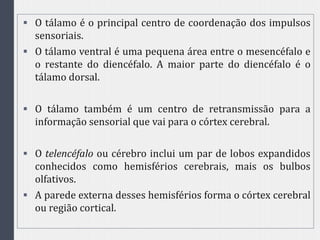  O tálamo é o principal centro de coordenação dos impulsos
sensoriais.
 O tálamo ventral é uma pequena área entre o mesencéfalo e
o restante do diencéfalo. A maior parte do diencéfalo é o
tálamo dorsal.
 O tálamo também é um centro de retransmissão para a
informação sensorial que vai para o córtex cerebral.
 O telencéfalo ou cérebro inclui um par de lobos expandidos
conhecidos como hemisférios cerebrais, mais os bulbos
olfativos.
 A parede externa desses hemisférios forma o córtex cerebral
ou região cortical.
 