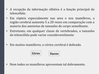  A recepção da informação olfativa é a função principal do
telencéfalo.
 Em répteis especialmente nas aves e nos mamíferos, a
região cerebral aumenta 5 a 20 vezes em comparação com a
maioria dos amniotas de tamanho de corpo semelhante.
 Entretanto, em qualquer classe de vertebrados, o tamanho
do telencéfalo pode variar consideravelmente
 Em muitos mamíferos, o córtex cerebral é dobrado.
 Nem todos os mamíferos apresentam tal dobramento.
Giros Sucos
 