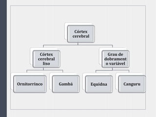 Córtex
cerebral
Córtex
cerebral
liso
Ornitorrinco Gambá
Grau de
dobrament
o variável
Equidna Canguru
 
