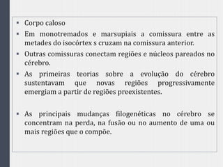  Corpo caloso
 Em monotremados e marsupiais a comissura entre as
metades do isocórtex s cruzam na comissura anterior.
 Outras comissuras conectam regiões e núcleos pareados no
cérebro.
 As primeiras teorias sobre a evolução do cérebro
sustentavam que novas regiões progressivamente
emergiam a partir de regiões preexistentes.
 As principais mudanças filogenéticas no cérebro se
concentram na perda, na fusão ou no aumento de uma ou
mais regiões que o compõe.
 