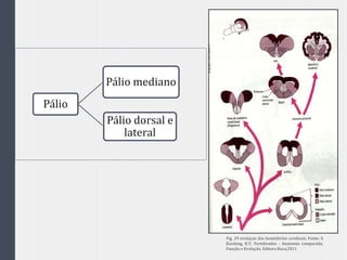 Pálio
Pálio mediano
Pálio dorsal e
lateral
Fig. 29 evoluçao dos hemisferios cerebrais. Fonte: h
Kardong, K.V. Vertebrados - Anatomia comparada,
Função e Evolução. Editora Roca,2011
 