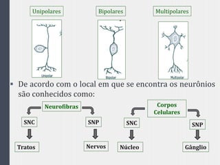 Unipolares Bipolares Multipolares
 De acordo com o local em que se encontra os neurônios
são conhecidos como:
Neurofibras
SNC SNP
Tratos Nervos
Corpos
Celulares
SNC SNP
Núcleo Gânglio
 