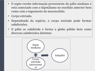  O septo recebe informação proveniente do pálio mediano e
está conectado com o hipotálamo no encéfalo anterior bem
como com o tegumento do mesencéfalo.
 Corpo estriado.
 Dependendo da espécie, o corpo estriado pode formar
subdivisões.
 O pálio se subdivide e forma o globo pálido bem como
diversas subdivisões distintas
Septo
mediano
Corpo
extriado
lateroventr
al
Subpálio
 