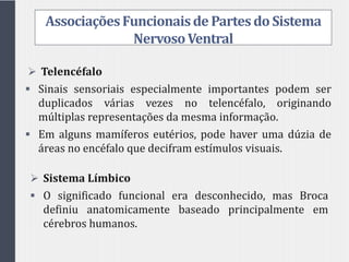 AssociaçõesFuncionaisde Partesdo Sistema
NervosoVentral
 Telencéfalo
 Sinais sensoriais especialmente importantes podem ser
duplicados várias vezes no telencéfalo, originando
múltiplas representações da mesma informação.
 Em alguns mamíferos eutérios, pode haver uma dúzia de
áreas no encéfalo que decifram estímulos visuais.
 Sistema Límbico
 O significado funcional era desconhecido, mas Broca
definiu anatomicamente baseado principalmente em
cérebros humanos.
 