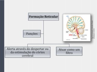 Formação Reticular
Alerta através do despertar ou
da estimulação do córtex
cerebral
Atuar como um
filtro
Funções
Fig30.formaçãoreticularFonte:
slideplayer.com.br
 