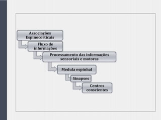 Associações
Espinocorticais
Fluxo de
informações
Processamento das informações
sensoriais e motoras
Medula espinhal
Sinapses
Centros
conscientes
 