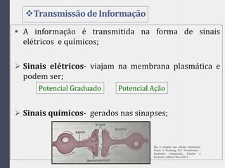 Transmissãode Informação
 A informação é transmitida na forma de sinais
elétricos e químicos;
 Sinais elétricos- viajam na membrana plasmática e
podem ser;
 Sinais químicos- gerados nas sinapses;
Potencial Graduado Potencial Ação
Fig. 6 sinapse nas células neuronais.
Fonte: h Kardong, K.V. Vertebrados -
Anatomia comparada, Função e
Evolução. Editora Roca,2011
 