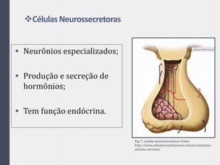 Células Neurossecretoras
 Neurônios especializados;
 Produção e secreção de
hormônios;
 Tem função endócrina.
Fig. 7. celulas neurossecretoras. Fonte:
http://www.atlasdocorpohumano.com/p/anatomia/
sistema-nervoso/
 