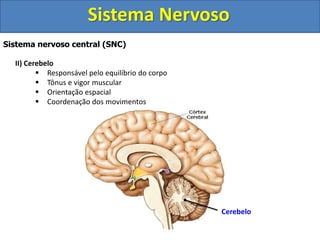 Sistema Nervoso 
Sistema nervoso central (SNC) 
II) Cerebelo 
 Responsável pelo equilíbrio do corpo 
 Tônus e vigor muscular 
 Orientação espacial 
 Coordenação dos movimentos 
Cerebelo 
 