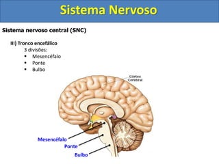 Sistema Nervoso 
Sistema nervoso central (SNC) 
III) Tronco encefálico 
3 divisões: 
 Mesencéfalo 
 Ponte 
 Bulbo 
Mesencéfalo 
Ponte 
Bulbo 
 