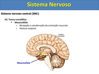 Sistema Nervoso 
Sistema nervoso central (SNC) 
III) Tronco encefálico 
 Mesencéfalo 
o Recepção e coordenação da contração muscular 
o Postura corporal 
Mesencéfalo 
 