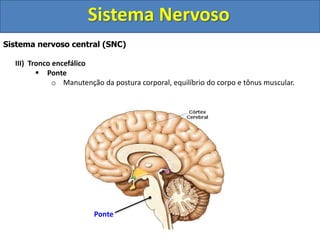 Sistema Nervoso 
Sistema nervoso central (SNC) 
III) Tronco encefálico 
 Ponte 
o Manutenção da postura corporal, equilíbrio do corpo e tônus muscular. 
Ponte 
 