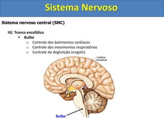 Sistema Nervoso 
Sistema nervoso central (SNC) 
III) Tronco encefálico 
 Bulbo 
o Controle dos batimentos cardíacos 
o Controle dos movimentos respiratórios 
o Controle da deglutição (engolir) 
Bulbo 
 