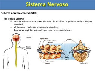 Sistema Nervoso 
Sistema nervoso central (SNC) 
b) Medula Espinhal 
 Cordão cilíndrico que parte da base do encéfalo e percorre toda a coluna 
vertebral. 
 Aloja-se dentro das perfurações das vértebras. 
 Da medula espinhal partem 31 pares de nervos raquidianos 
 
