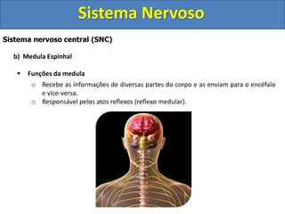 Sistema Nervoso 
Sistema nervoso central (SNC) 
b) Medula Espinhal 
 Funções da medula 
o Recebe as informações de diversas partes do corpo e as enviam para o encéfalo 
e vice-versa. 
o Responsável pelos atos reflexos (reflexo medular). 
 