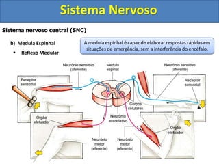 Sistema Nervoso 
Sistema nervoso central (SNC) 
b) Medula Espinhal 
 Reflexo Medular 
A medula espinhal é capaz de elaborar respostas rápidas em 
situações de emergência, sem a interferência do encéfalo. 
 