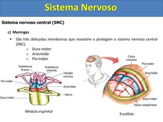 Sistema Nervoso 
Sistema nervoso central (SNC) 
c) Meninges 
 São três delicadas membranas que revestem e protegem o sistema nervoso central 
(SNC). 
o Dura-máter 
o Aracnóide 
o Pia-máter 
Medula espinhal 
Encéfalo 
 