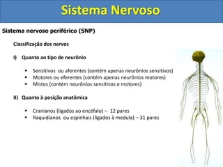 Sistema Nervoso 
Sistema nervoso periférico (SNP) 
Classificação dos nervos 
I) Quanto ao tipo de neurônio 
 Sensitivos ou aferentes (contém apenas neurônios sensitivos) 
 Motores ou eferentes (contém apenas neurônios motores) 
 Mistos (contém neurônios sensitivos e motores) 
II) Quanto à posição anatômica 
 Cranianos (ligados ao encéfalo) – 12 pares 
 Raquidianos ou espinhais (ligados à medula) – 31 pares 
 