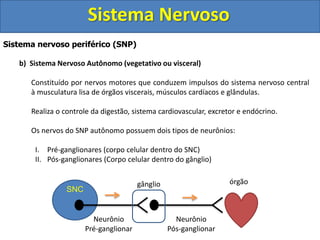 Sistema Nervoso 
Sistema nervoso periférico (SNP) 
b) Sistema Nervoso Autônomo (vegetativo ou visceral) 
Constituído por nervos motores que conduzem impulsos do sistema nervoso central 
à musculatura lisa de órgãos viscerais, músculos cardíacos e glândulas. 
Realiza o controle da digestão, sistema cardiovascular, excretor e endócrino. 
Os nervos do SNP autônomo possuem dois tipos de neurônios: 
I. Pré-ganglionares (corpo celular dentro do SNC) 
II. Pós-ganglionares (Corpo celular dentro do gânglio) 
SNC 
gânglio órgão 
Neurônio 
Pós-ganglionar 
Neurônio 
Pré-ganglionar 
 