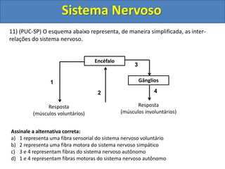 Sistema Nervoso 
11) (PUC-SP) O esquema abaixo representa, de maneira simplificada, as inter-relações 
do sistema nervoso. 
Encéfalo 
1 Gânglios 
2 
3 
4 
Resposta 
(músculos voluntários) 
Resposta 
(músculos involuntários) 
Assinale a alternativa correta: 
a) 1 representa uma fibra sensorial do sistema nervoso voluntário 
b) 2 representa uma fibra motora do sistema nervoso simpático 
c) 3 e 4 representam fibras do sistema nervoso autônomo 
d) 1 e 4 representam fibras motoras do sistema nervoso autônomo 
 