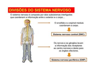 DIVISÕES DO SISTEMA NERVOSO 
 