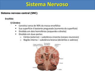 Sistema Nervoso 
Sistema nervoso central (SNC) 
Encéfalo 
I) Cérebro 
 Constitui cerca de 90% da massa encefálica 
 Sua superfície é bastante pregueada (aumento da superfície) 
 Dividido em dois hemisférios (esquerdo e direito) 
 Dividido em duas partes: 
o Córtex (externo) – substância cinzenta (corpos neuronais) 
o Região interna – substância branca (dendritos e axônios) 
 