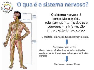 O sistema nervoso é 
composto por dois 
subsistemas interligados que 
coordenam a informação 
entre o exterior e o corpo. 
O encéfalo e espinal medula coordenam o corpo . 
Sistema nervoso central 
Os nervos e os gânglios levam a informação dos 
recetores ao centro nervoso e deste para os órgãos 
efetores . 
Sistema nervoso periférico 
 