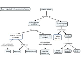 Espinal 
Medula 
Sistema nervoso 
autónomo 
 
