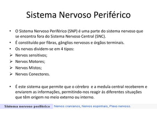 Sistema Nervoso Periférico 
• O Sistema Nervoso Periférico (SNP) é uma parte do sistema nervoso que 
se encontra fora do Sistema Nervoso Central (SNC). 
• É constituído por fibras, gânglios nervosos e órgãos terminais. 
• Os nervos dividem-se em 4 tipos: 
 Nervos sensitivos; 
 Nervos Motores; 
 Nervos Mistos; 
 Nervos Conectores. 
• É este sistema que permite que o cérebro e a medula central receberem e 
enviarem as informações, permitindo-nos reagir ás diferentes situações 
que têm origem no meio externo ou interno. 
 