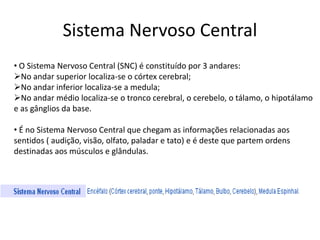 Sistema Nervoso Central 
• O Sistema Nervoso Central (SNC) é constituído por 3 andares: 
No andar superior localiza-se o córtex cerebral; 
No andar inferior localiza-se a medula; 
No andar médio localiza-se o tronco cerebral, o cerebelo, o tálamo, o hipotálamo 
e as gânglios da base. 
• É no Sistema Nervoso Central que chegam as informações relacionadas aos 
sentidos ( audição, visão, olfato, paladar e tato) e é deste que partem ordens 
destinadas aos músculos e glândulas. 
 