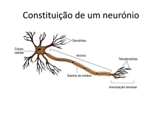 Constituição de um neurónio 
