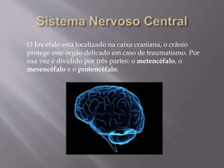 O Encéfalo está localizado na caixa craniana, o crânio 
protege este órgão delicado em caso de traumatismo. Por 
sua vez é dividido por três partes: o metencéfalo, o 
mesencéfalo e o protencéfalo. 
 