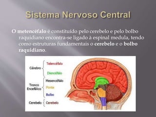 O metencéfalo é constituído pelo cerebelo e pelo bolbo 
raquidiano encontra-se ligado à espinal medula, tendo 
como estruturas fundamentais o cerebelo e o bolbo 
raquidiano. 
 